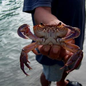 říční krab